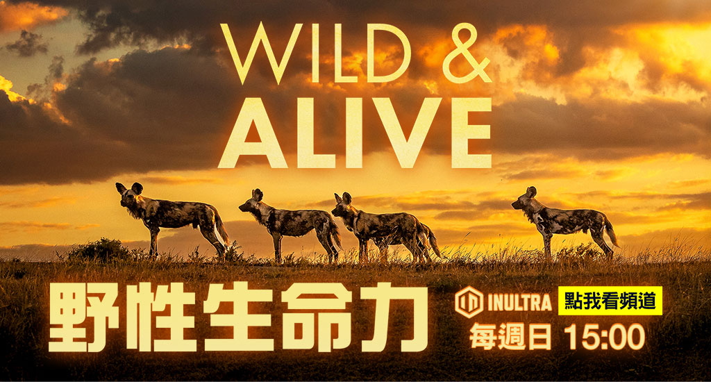 野性生命力Wild And Alive